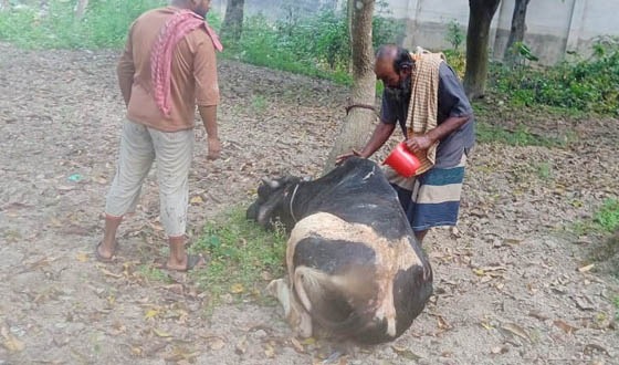 বাঘায় ঘর ও আসবাবপত্র পুড়ে ৫ লাখ টাকার ক্ষয়ক্ষতি