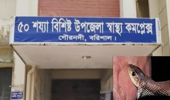 সাপে কাটে গ্রামে আর চিকিৎসা হয় শহরে, পথেই প্রাণ হারায় অধিকাংশ