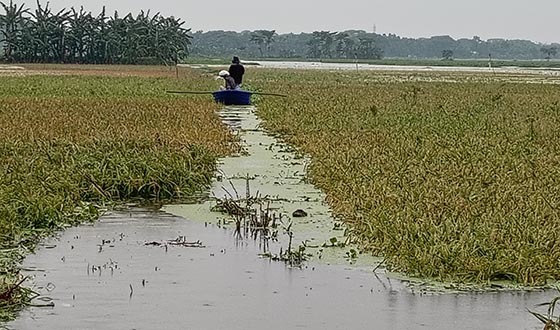 কিশোরগঞ্জে সাড়ে ৬ হাজার হেক্টর জমি পানিতে তলিয়ে গেছে