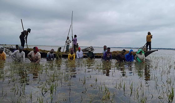 হাওরে ধান ডুবে বিপাকে বর্গাচাষিরা, ঋণ ও চুক্তির চাপে দিশেহারা কৃষক