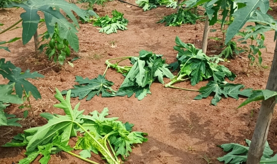 কালিয়াকৈরে ৬শ পেঁপে গাছ কেটে দিল দুর্বৃত্তরা