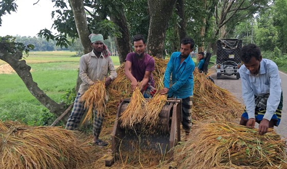 চাঁদপুরে মেঘনা ধনাগোদা সেচ প্রকল্পে বোরো ধানের বাম্পার ফলন
