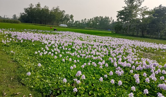 রাজারহাটে কচুরিপানার ফুলেল চাদরে মোড়া জলাশয়