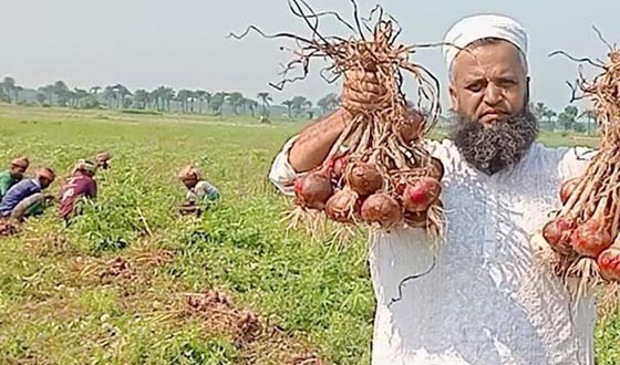 ঝিনাইদহে পেঁয়াজ চাষে অধিক ফলন, দাম না পাওয়ায় কৃষকরা হতাশ