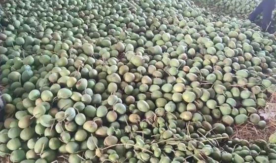 আমের বাম্পার ফলন, গাছে গাছে চলছে আম পাড়ার উৎসব