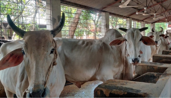 রাজশাহী বিভাগে পুরো দেশের তুলনায় কোরবানিযোগ্য পশু বেশি