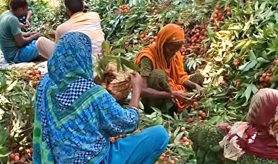 চাটমোহরে দেশি লিচু বিক্রির ধূম পড়েছে
