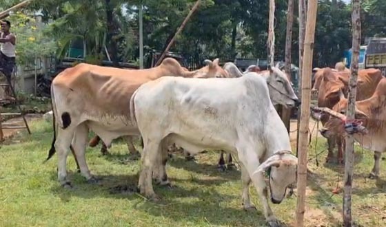 শুল্ক ফাঁকি দিয়ে ঈদগাঁওতে আনা ১০টি গরু জব্দ