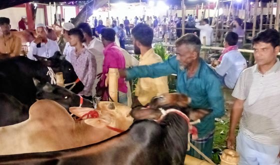 চাঁদপুরে জমে উঠেছে কোরবানির পশুর হাট
