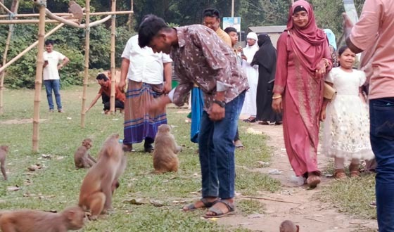 ফুলবাড়ীয়ায় সন্তোষপুর বনে বেড়েছে দর্শনার্থীদের সমাগম