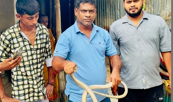 শ্রীমঙ্গলে রান্নাঘর থেকে দাঁড়াশ সাপ উদ্ধার