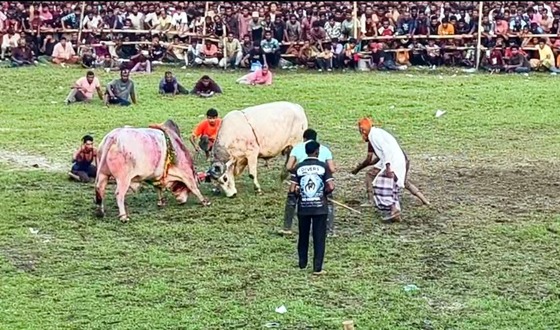নড়াইলে ষাঁড়ের লড়াই কেন্দ্র করে দুইপক্ষের সংঘর্ষ, আহত ১০