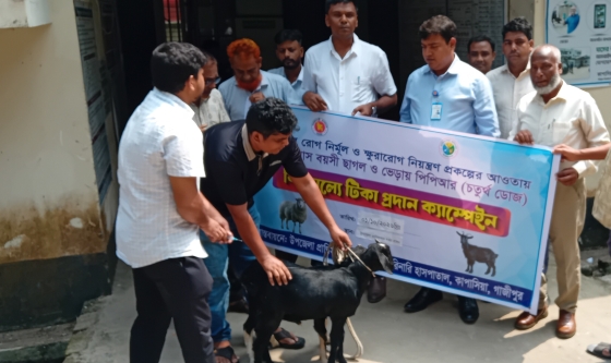 ছাগল ও ভেড়ার পিপিআর রোগ নির্মূলে টিকাদান কর্মসূচির উদ্বোধন