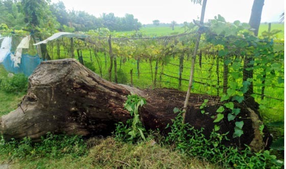 বড়দলে জেলা পরিষদের গাছের গড়ি অবহেলায় নষ্ট হচ্ছে