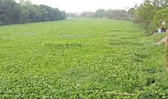 কচুরিপানায় বিপর্যস্ত শৈলকুপার কুমার নদ, অপসারণের দাবি