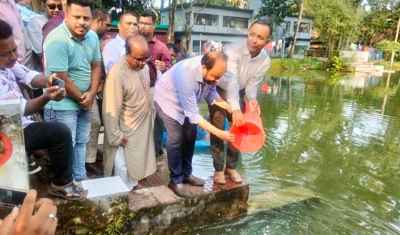 শ্রীমঙ্গলে জলাভূমি ও প্লাবনভূমিতে মাছের পোনা অবমুক্ত