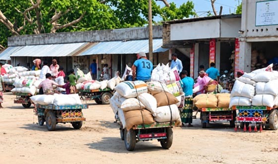 তানোরে আউশ ধানের দাম ৬০০ টাকা মন, হতাশায় কৃষক