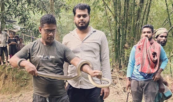 হবিগঞ্জে সাপ উদ্ধারে শ্রীমঙ্গলের বন্যপ্রাণী সেবা ফাউন্ডেশনের অভিযান