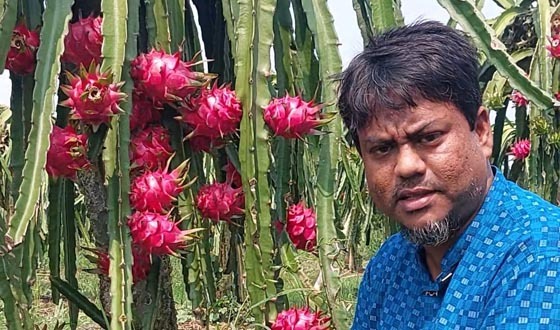 কালীগঞ্জে চাকরির ফাঁকে ৬ ভাইরাভাইয়ের ছয় বিঘার ফলের বাগান
