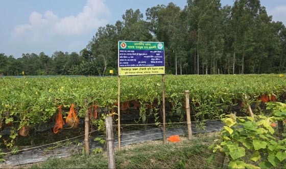 হিলিতে মাচায় অসময়ের তরমুজ, খুশি কৃষক