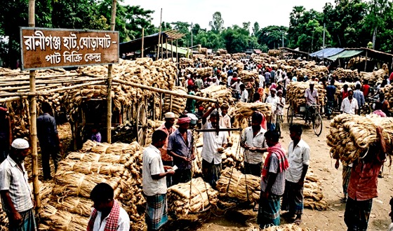 ঘোড়াঘাটে এবার পাটের বাম্পার ফলন