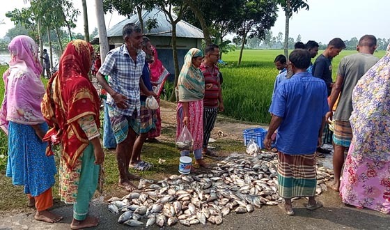 বিরলের শাহিনুর আলম এর পুকুরের মাছ মরে ভেসে উঠছে