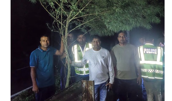 কুড়িগ্রামে রান্নাঘরের পেছন থেকে গাঁজার গাছ উদ্ধার, গ্রেপ্তার ১