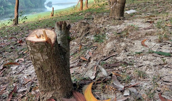 কলাপাড়ায় বেড়িবাঁধের স্লোপের গাছ কেটে বন্ধ হচ্ছে না স্থাপনা তোলার কাজ