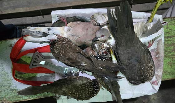 কলাপাড়ায় পাখি হত্যায় এক ব্যক্তির কারাদণ্ড, জরিমানা