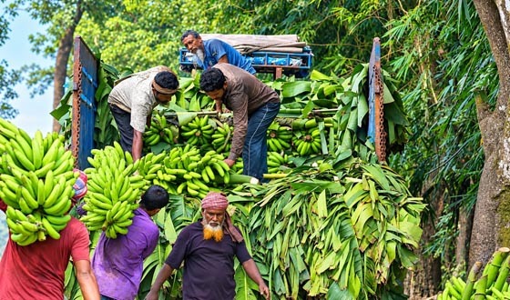 গাইবান্ধায় কার্বাইড দিয়ে পাকানো কলায় সয়লাব বাজার, বাড়ছে স্বাস্থ্য ঝুঁকি