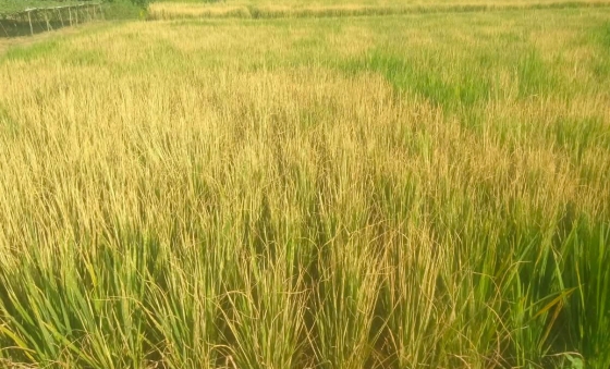 তানোরে বিষপ্রয়োগে আদিবাসীর ধানক্ষেত বিনষ্ট, থানায় অভিযোগ