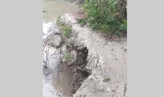 মধুমতির ভাঙনে বিলীনের পথে মোল্লাহাটের চিত্র, স্থায়ী বাঁধ ফিরিয়ে আনার দাবি