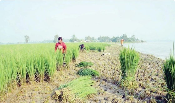 কাঁচা আমন ধানেরগাছ যাচ্ছে গরুর পেটে, সর্বস্ব হারিয়ে দিশাহারা কৃষকেরা