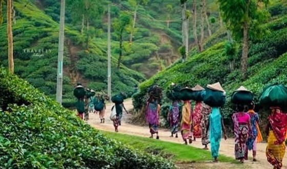 শ্রীমঙ্গলে ৩৫.৬ মিলিমিটার বৃষ্টিপাত, চা শিল্পের জন্য আশীর্বাদ