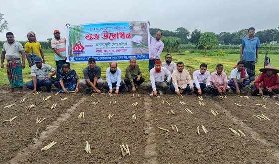 মোবারকগঞ্জ চিনিকলের অধিনে রোপন মৌসুমের উদ্বোধন