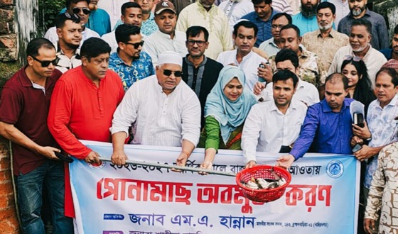 নাসিরনগরে ২৮৫ কেজি পোনা মাছ অবমুক্ত করলেন এমপি এম এ হান্নান