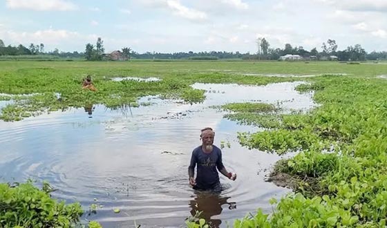 শেরপুরে খাল ভরাট ও দখলে জলাবদ্ধতায় ৫০০ একর কৃষিজমি