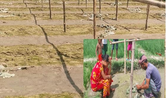 ক্ষেতলালে রাতের আঁধারে কৃষকের লাউগাছ কেটে দিল দুর্বৃত্তরা