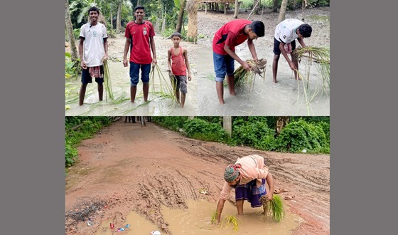 দুটি সড়কের বেহাল দশা, ধানের চারা রোপণ করে প্রতিবাদ