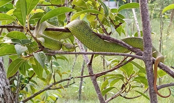তালতলীতে বিরল বিষধর 'দাগী লেজা সবুজ বোড়া' সাপ উদ্ধার