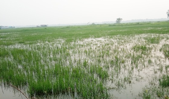 বইসার বিলের জলাবদ্ধতায় কয়েক হাজার বিঘা জমিতে ফসল হয় না