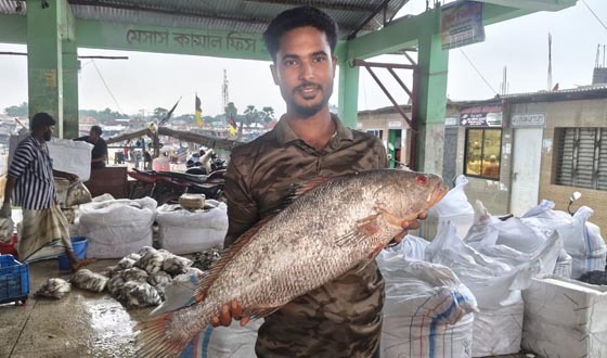 সাগরে ধরা ৮ কেজির দাতিনা ৪০ হাজার টাকায় বিক্রি