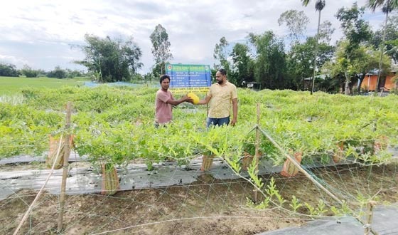 কাহারোলের নিরাপদ কৃষিপন্য এখন দিনাজপুরসহ রাজধানীর বাজারে