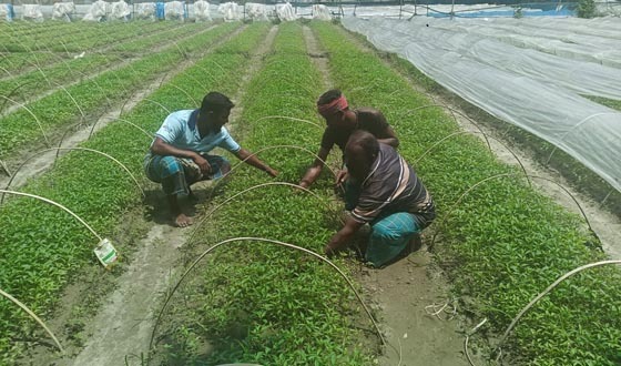 সারিয়াকান্দিতে পলিনেট নার্সারিতে হাইব্রিড মরিচ চারা বিক্রিতে সরগরম