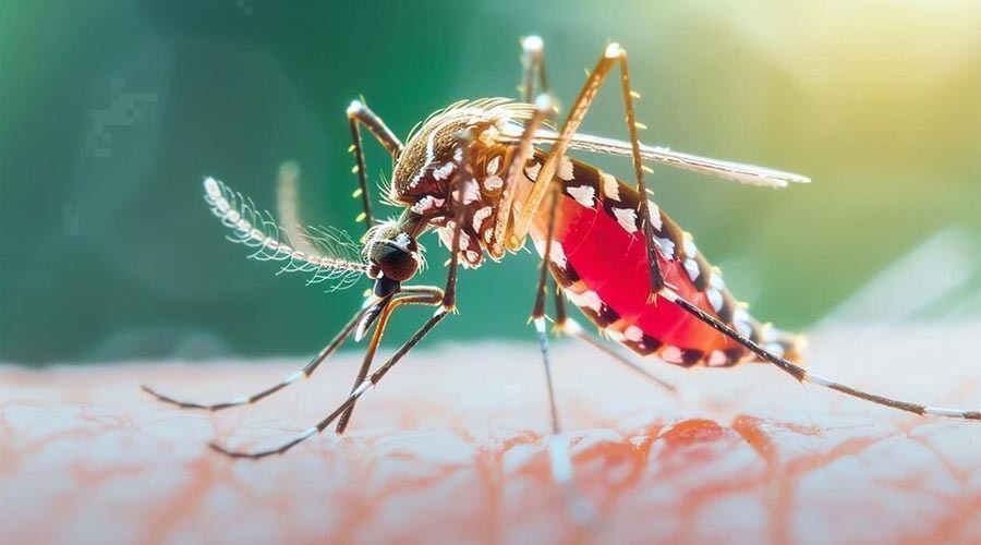 ডেঙ্গুতে একদিনে ৫ মৃত্যু, হাসপাতালে ভর্তি ১ হাজার ৪৮৪