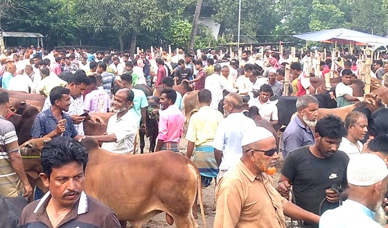 নিকলীর সাজনপুর গরুর হাট জমজমাট, ক্রেতা আছে, কিন্তু দাম চড়া