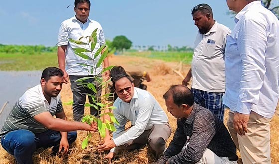 রহনপুর পৌর এলাকায় বৃক্ষরোপণ রোপণ কর্মসূচি