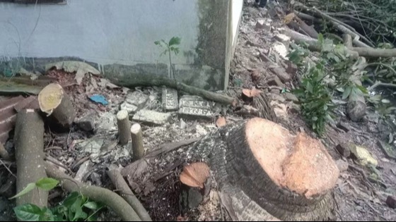 সেনবাগে জমি দখলের চেষ্টা ও গাছ কাটার অভিযোগ, থানায় লিখিত অভিযোগ