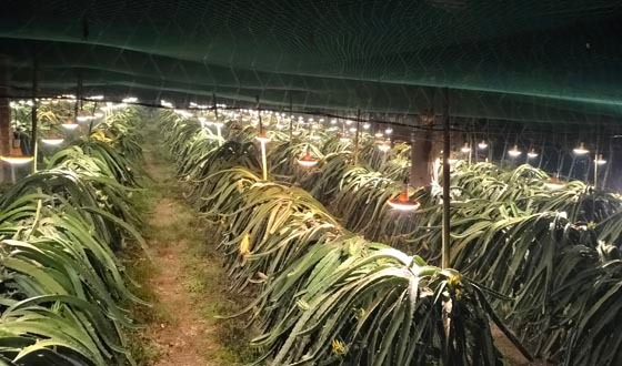 কালীগঞ্জে ড্রাগন বাগানে রাতভর জ্বলছে এলইডি বাতি, লোডশেডিংয়ে মানুষ