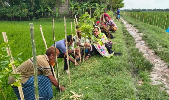 আশাশুনির প্রতাপনগরে ম্যানগ্রোভ গাছের চারা রোপণ